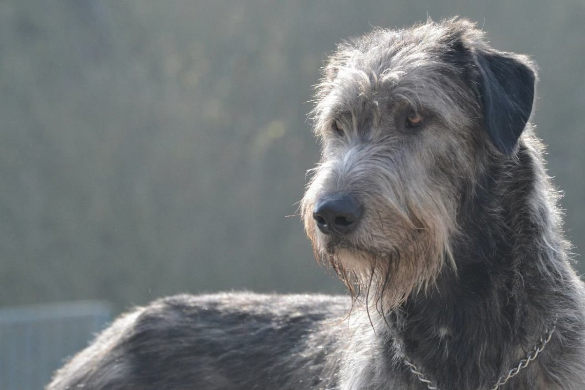 Вольф хаунд порода собак