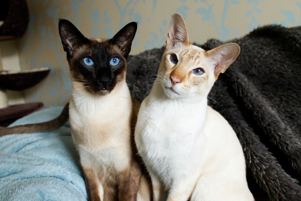 Шоколадный ориентальный кот