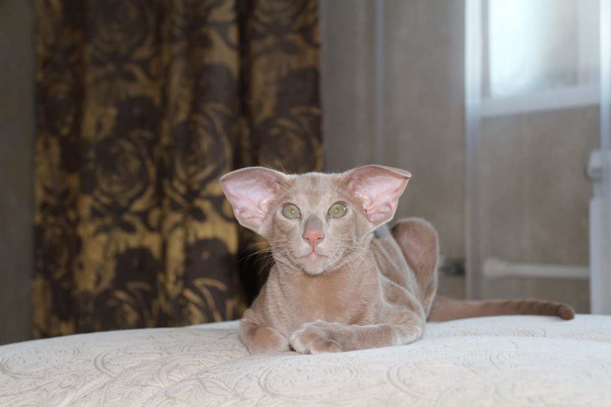 Гавана и циннамон ориентальные кошки