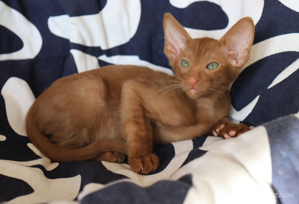 Ориентальный циннамоновый кот