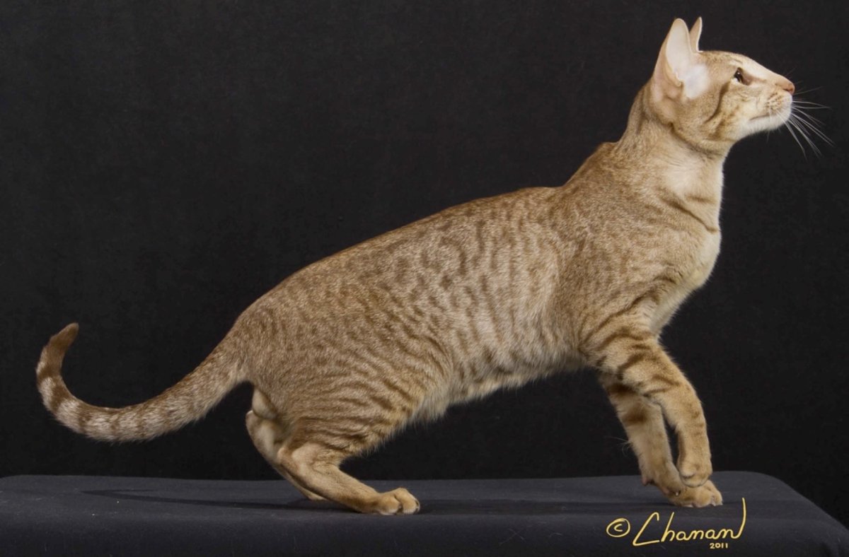 Ориентал окрас Гавана