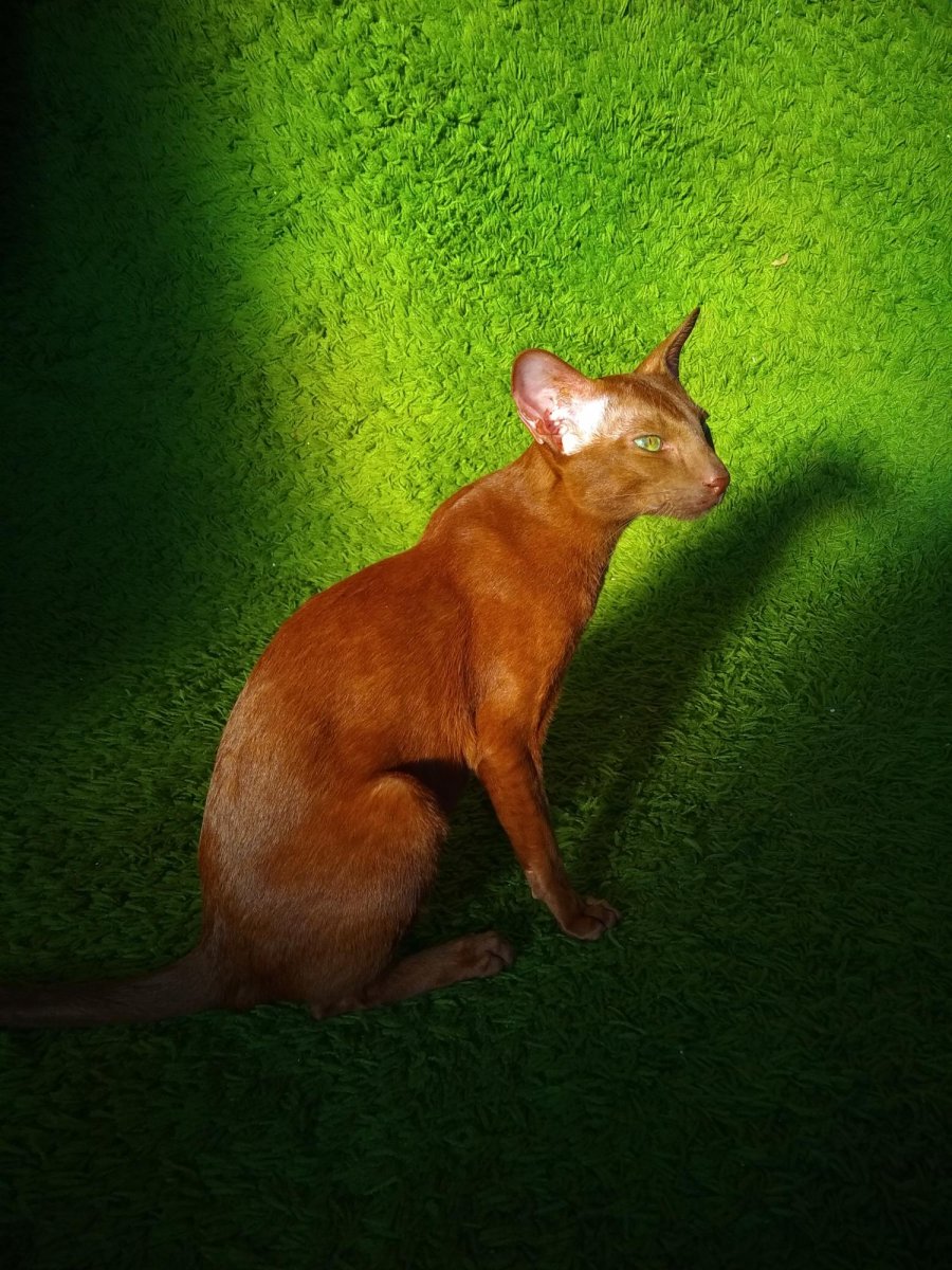 Циннамон Пойнт Сиамская кошка