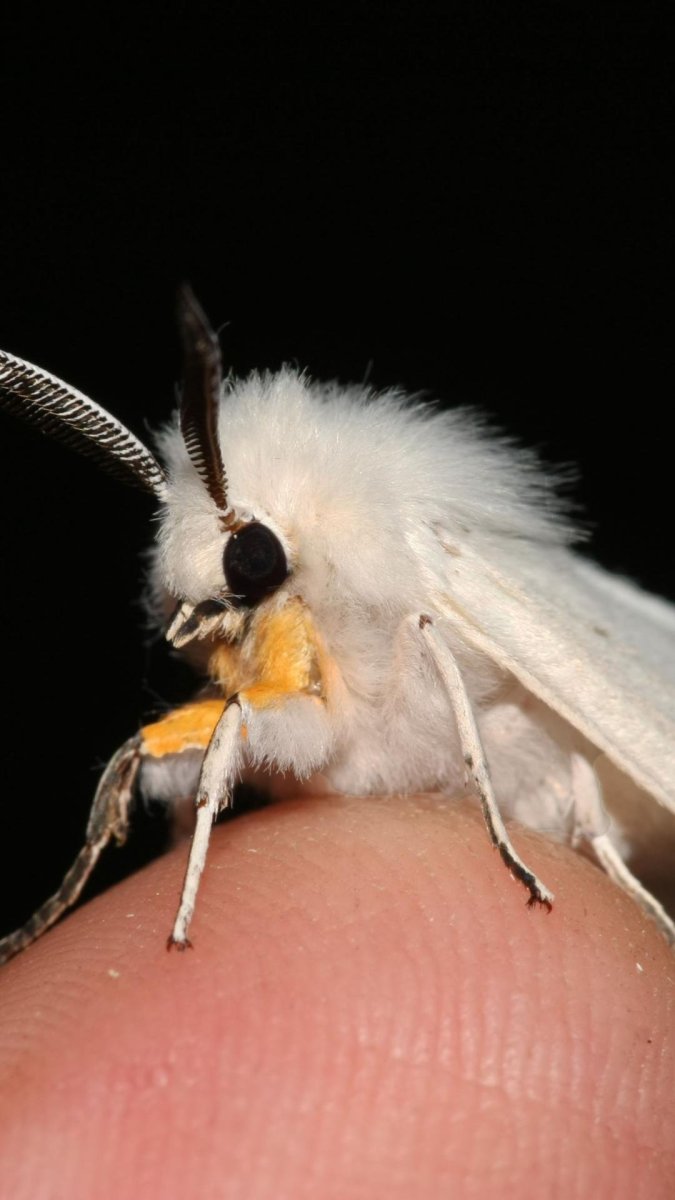 Венесуэльский пуделевый мотылек