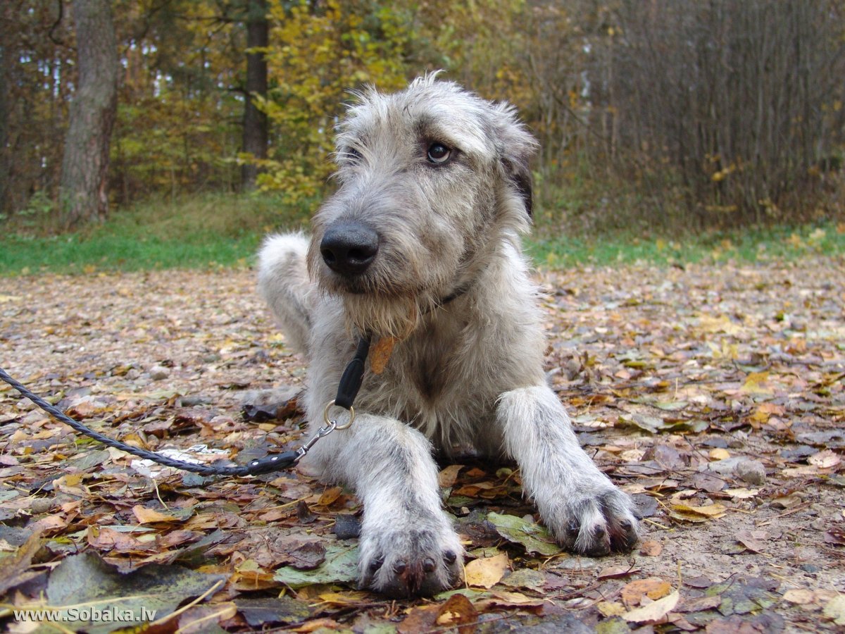 Ирландский волкодав