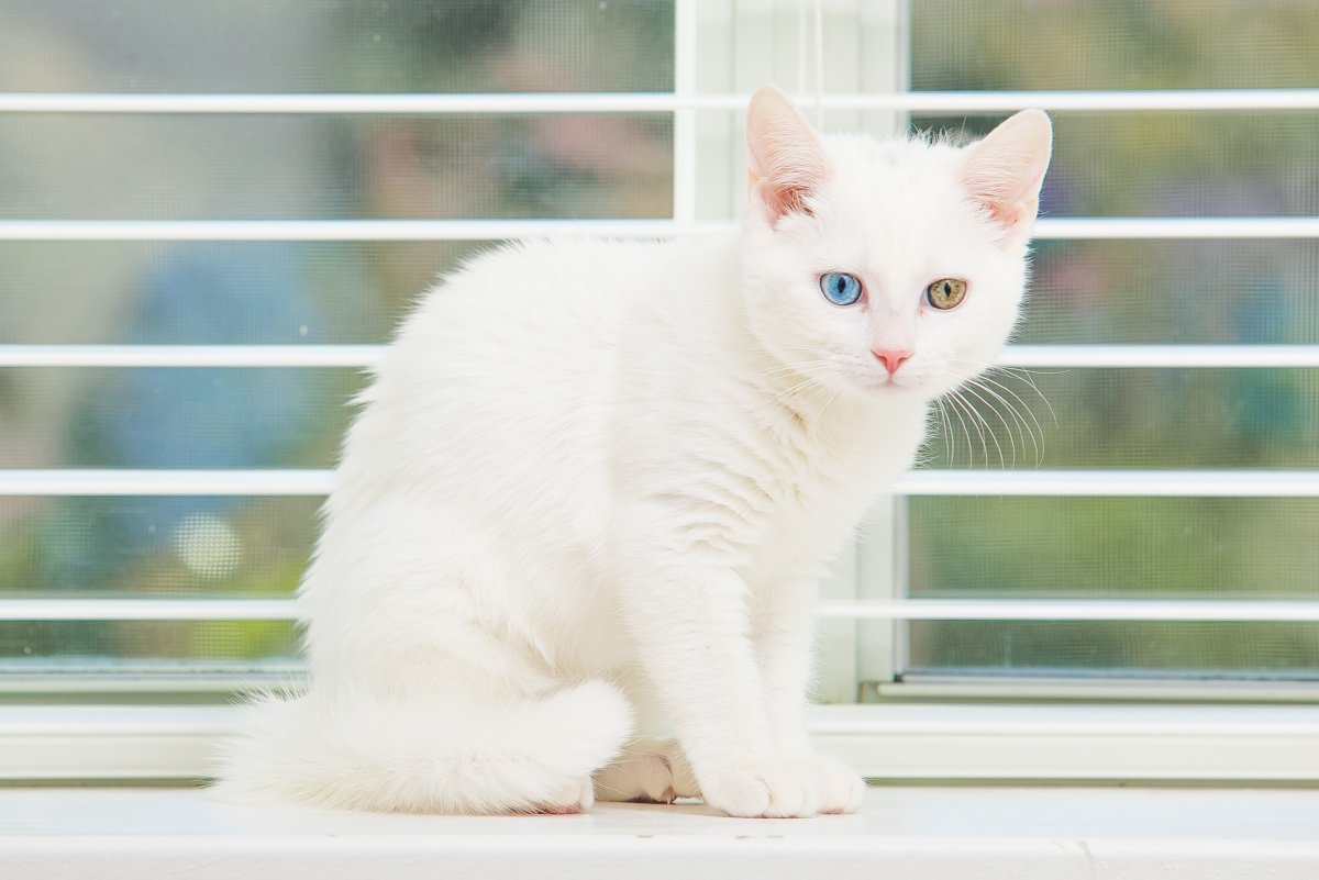 Красивая белая кошка