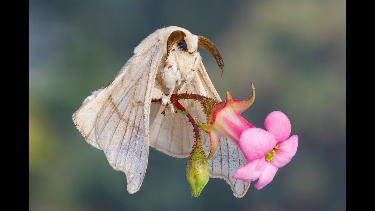 Винусуэльский пуделëвый матылëк