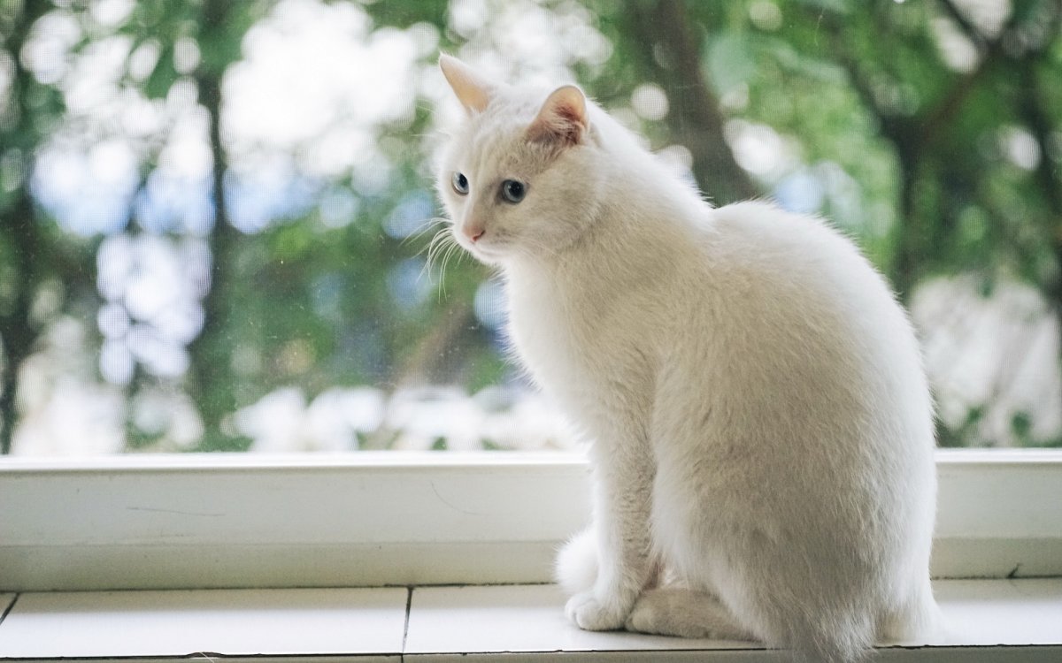 Белоснежная кошка