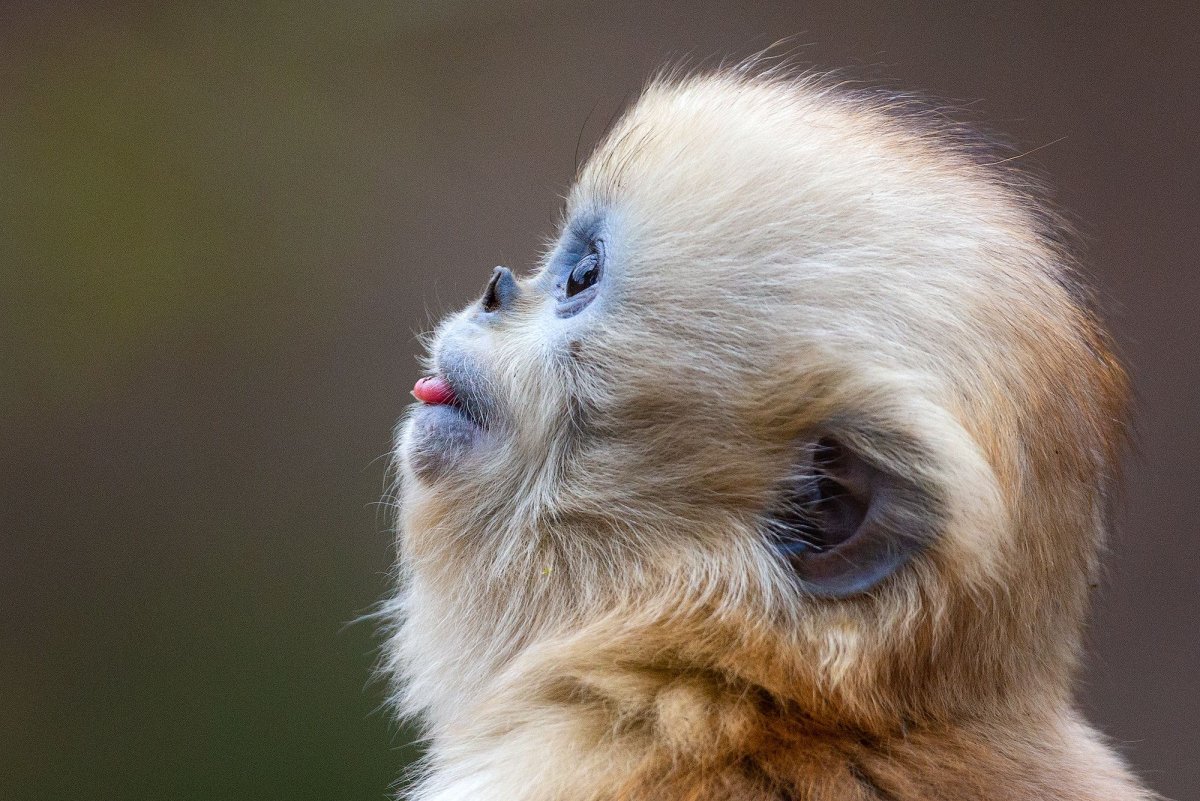 Рокселланов ринопитек белый