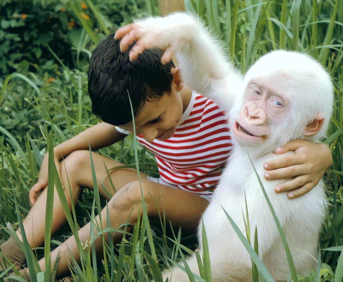 Единственная горилла альбинос