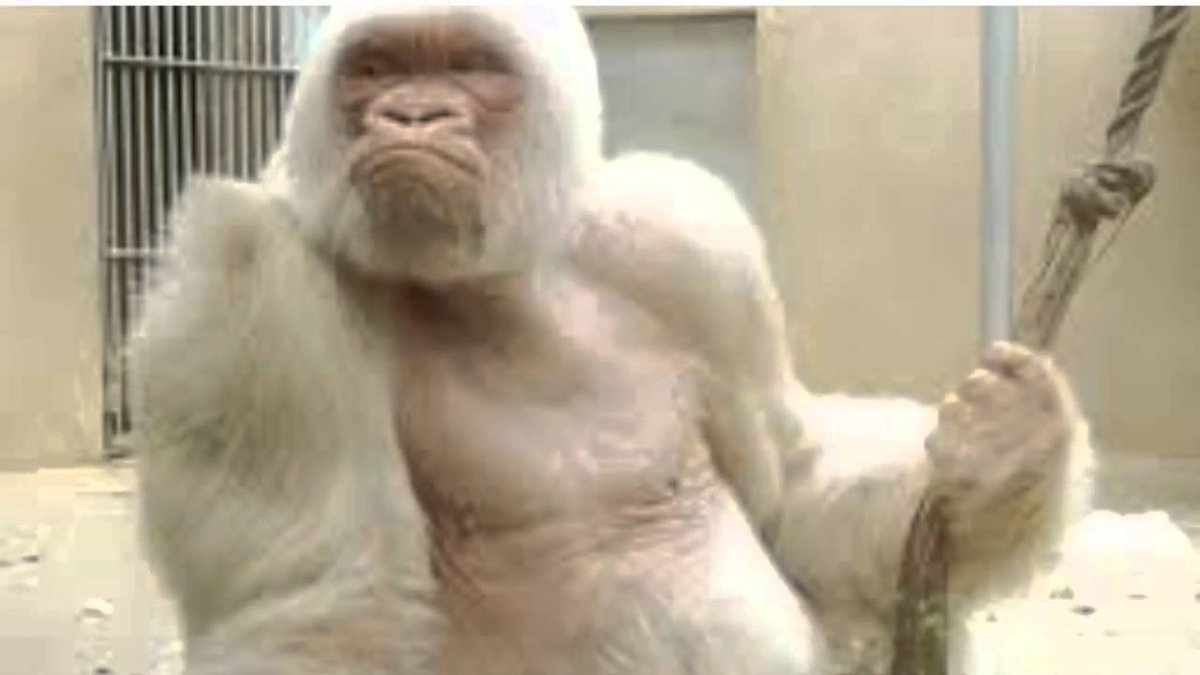 Горилла альбинос