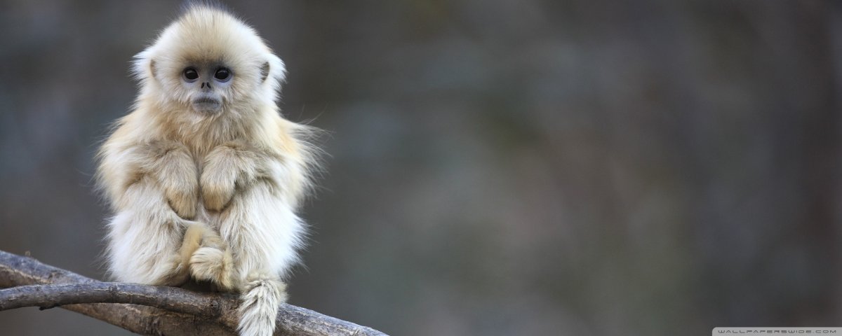 Белая пушистая обезьяна