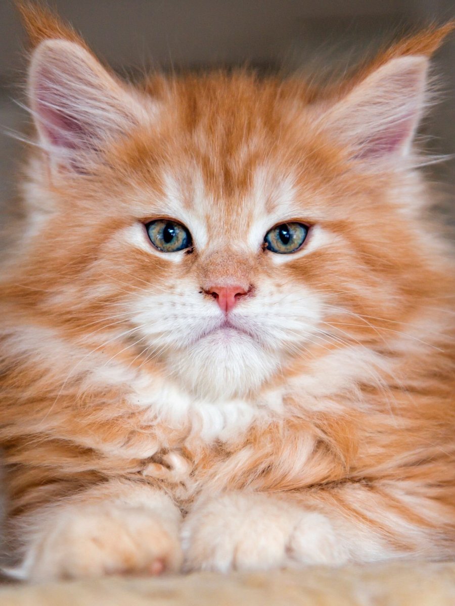 Мейн кун биколор