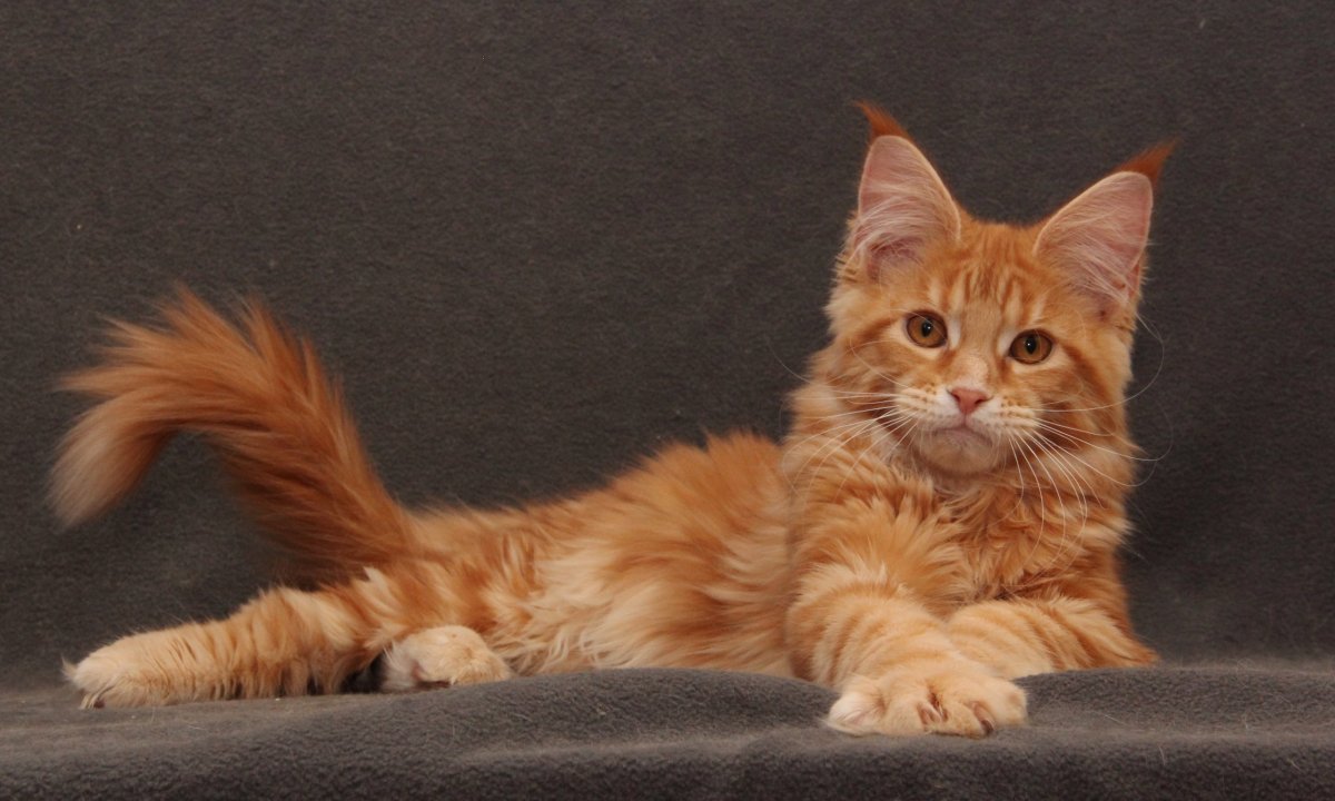 Живопись кошки зимой