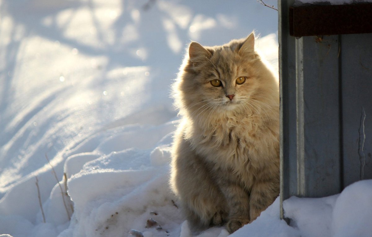 Норвежский Лесной кот рыжий