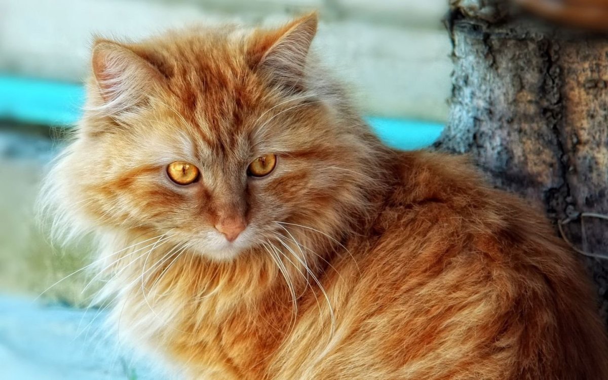 Котята Мейн кун