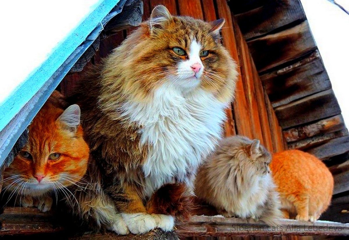 Бирманская кошка рыжая