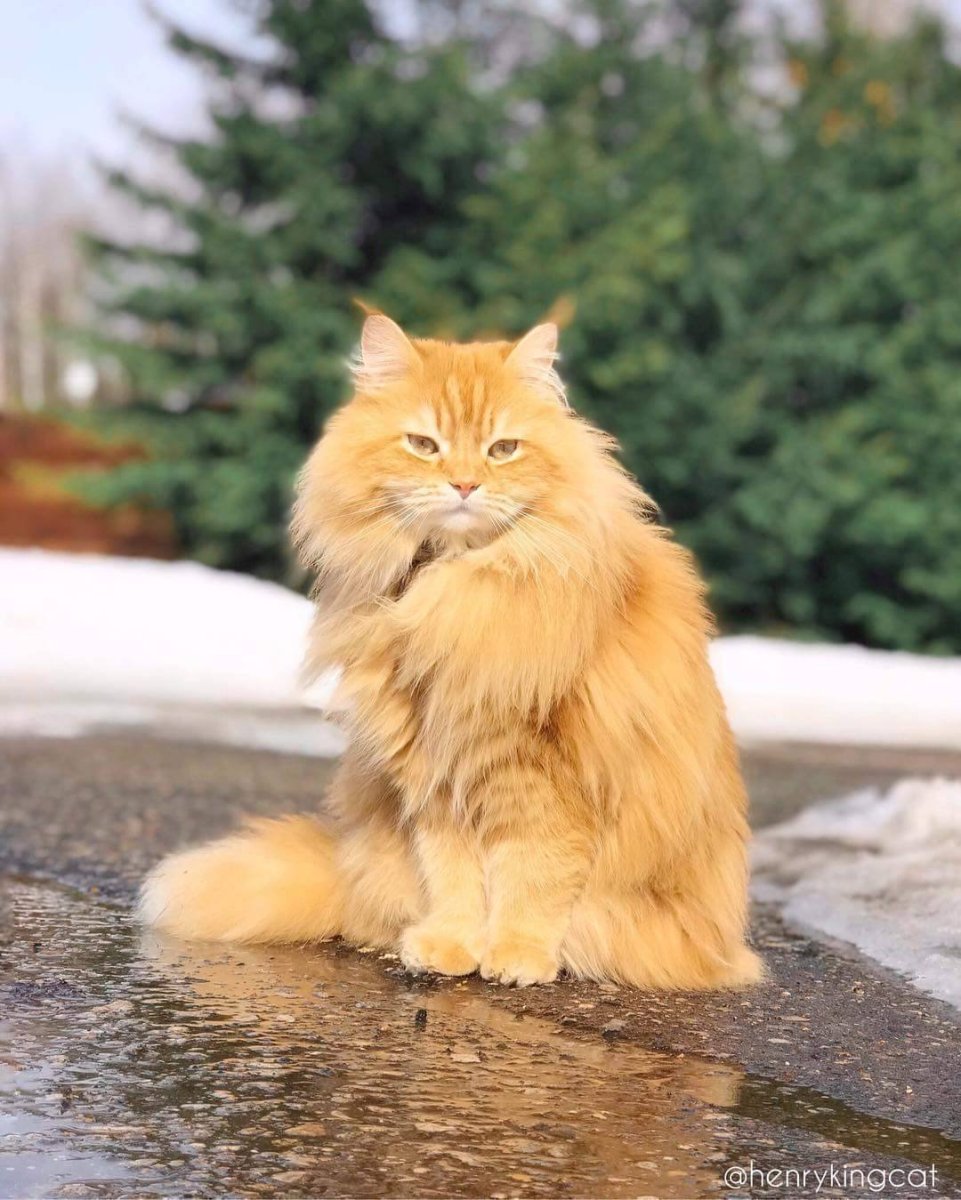 Мейн-куны коты с котятами