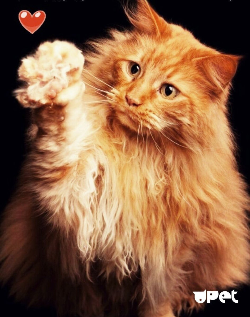 Норвежский Лесной кот рыжий