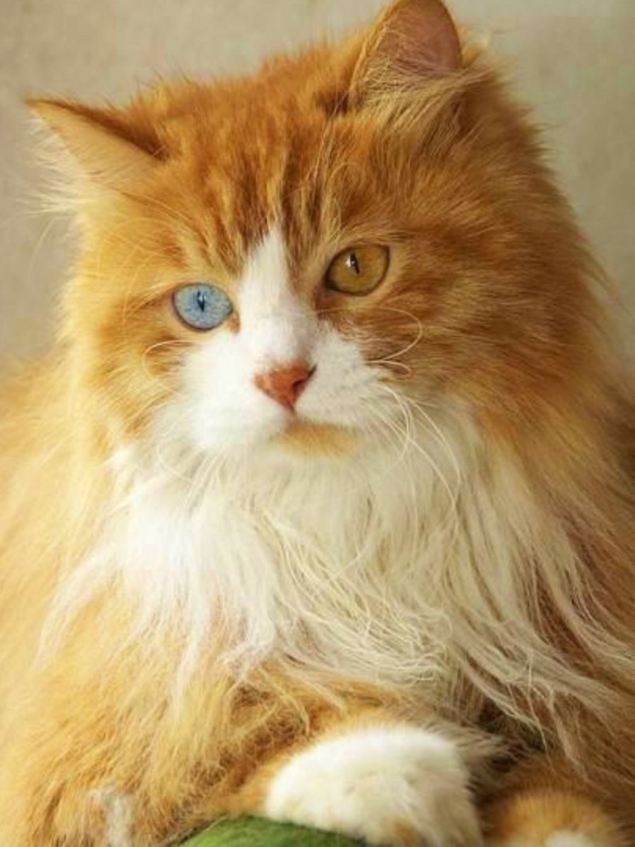 Котята Мейн кун