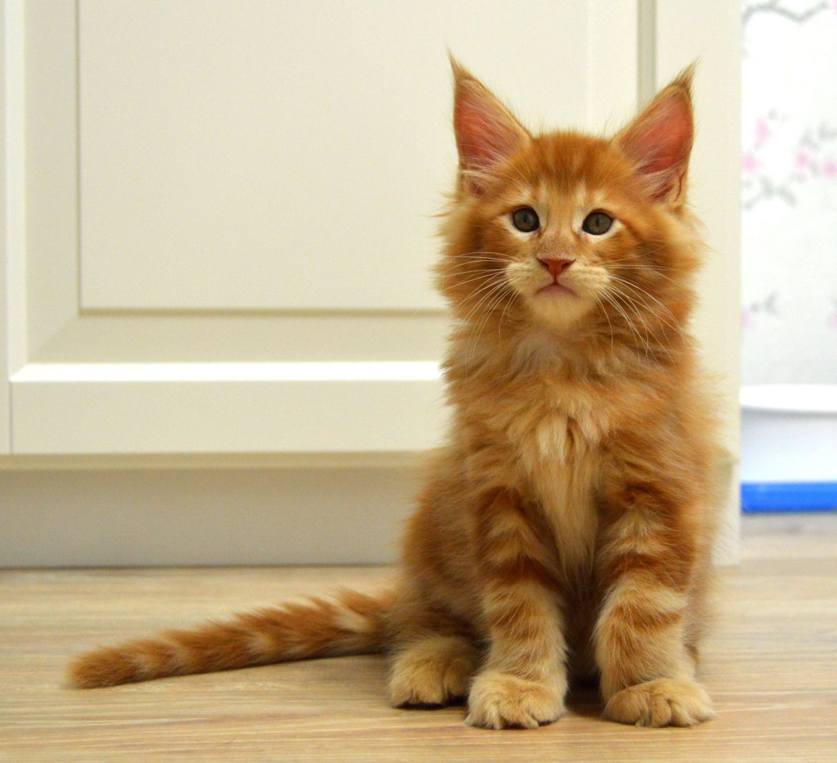 Мейн кун рыжий