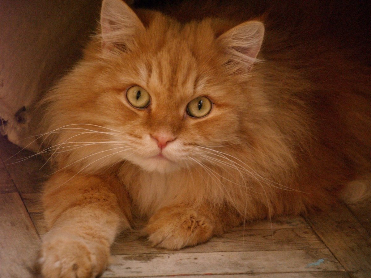 Персидская Сибирская длинношерстная