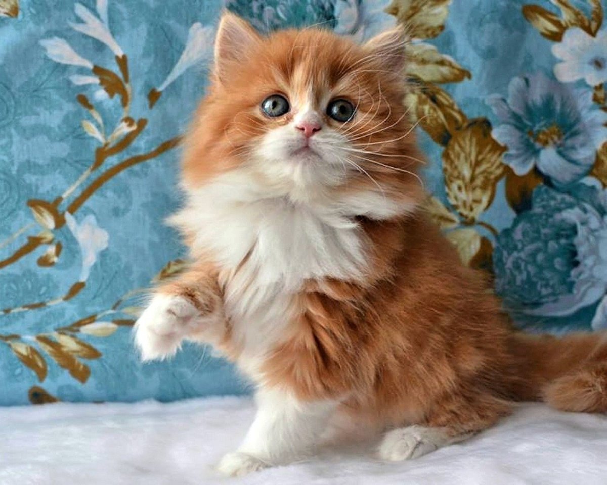 Рыжий котенок хищный