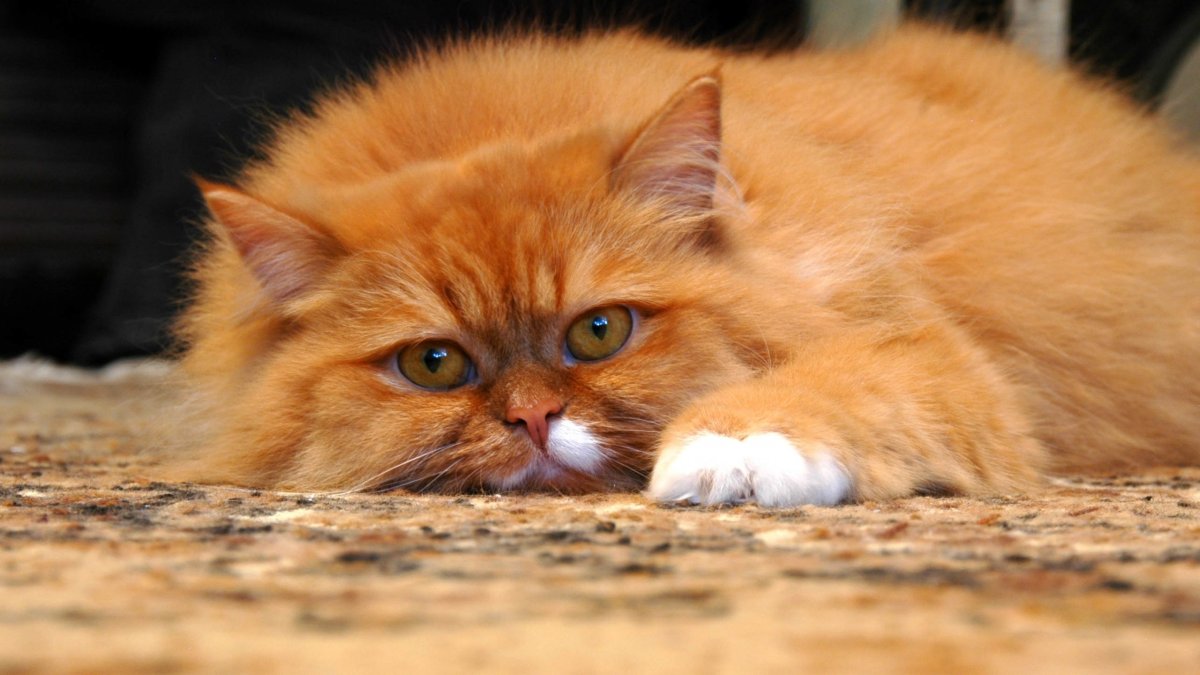 Рыжие коты Мейн кун