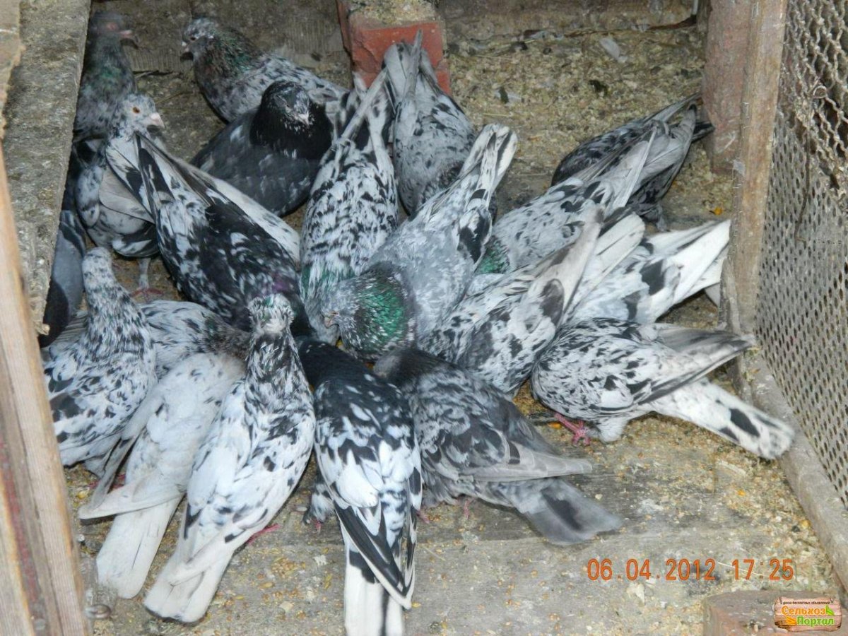 Бойные голуби мраморные Бакинские