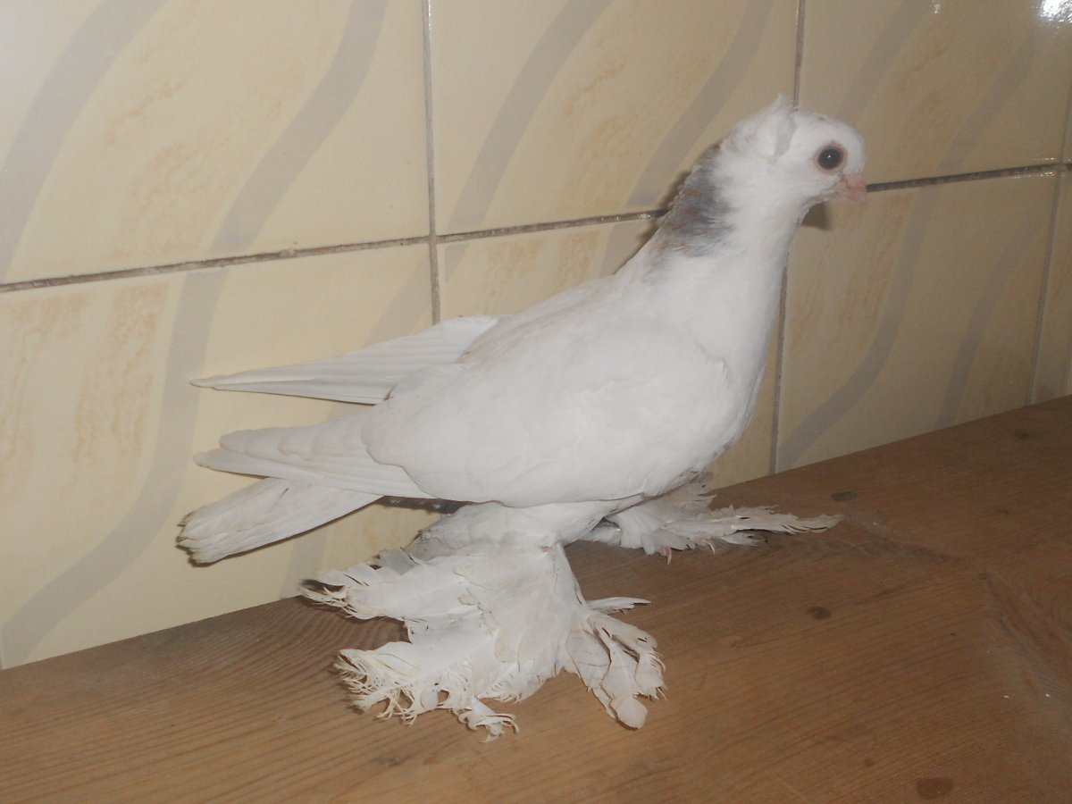 Голуби двухчубые бакинцы