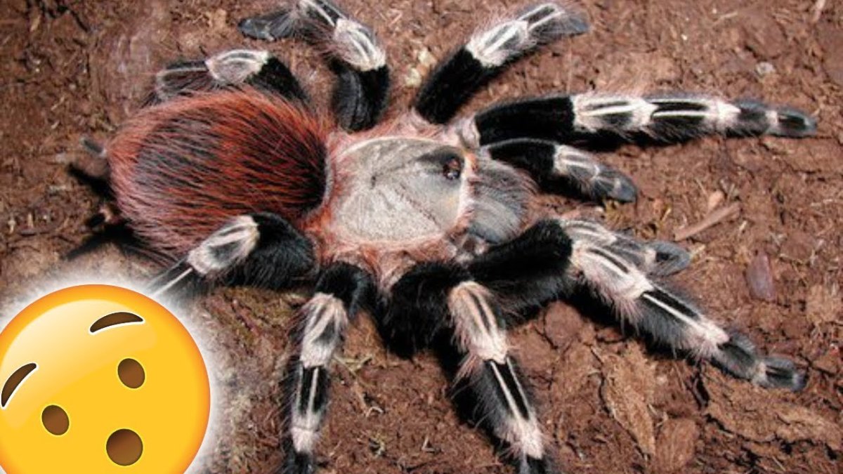 Паук мухоед