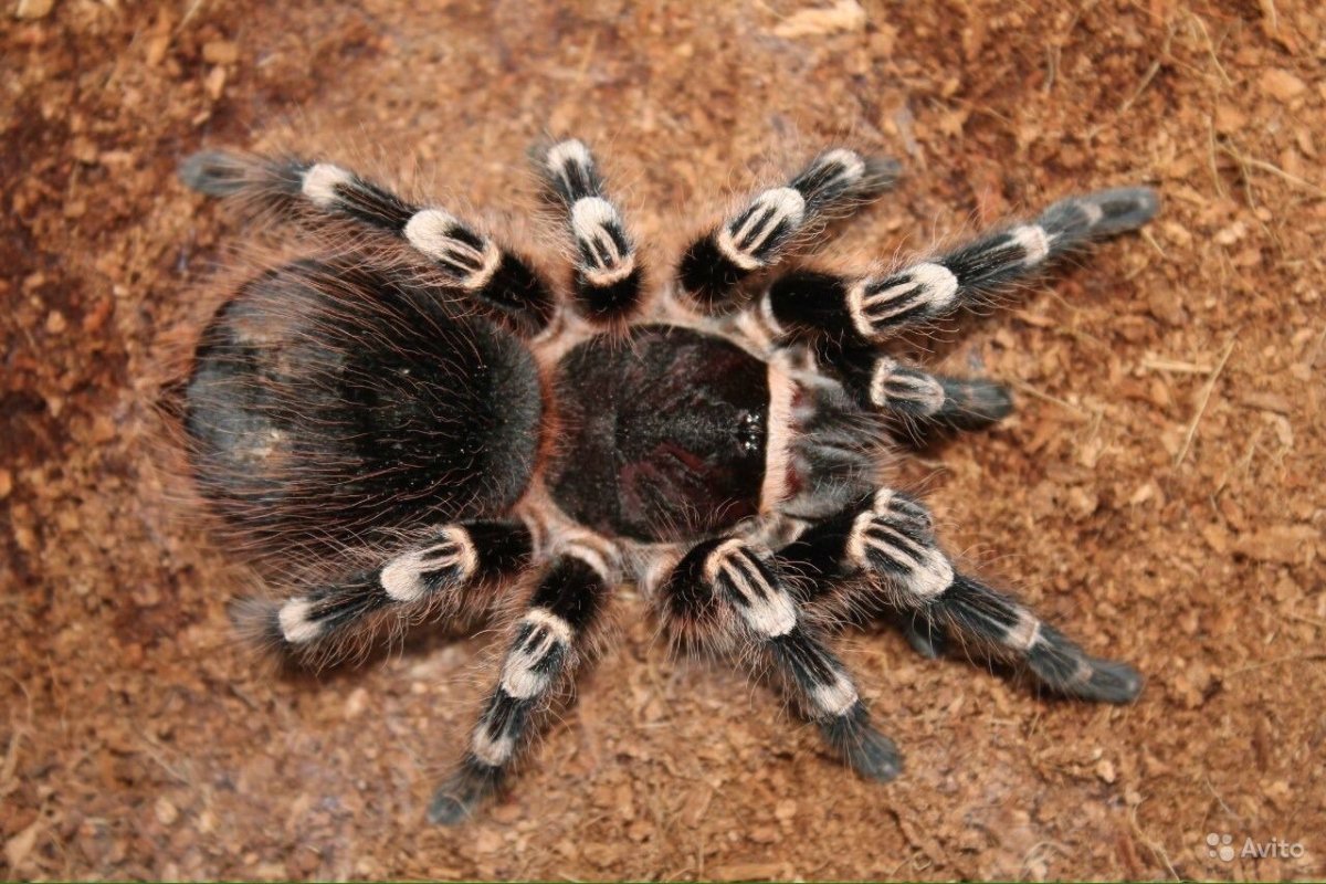 Паук птицеед домашний