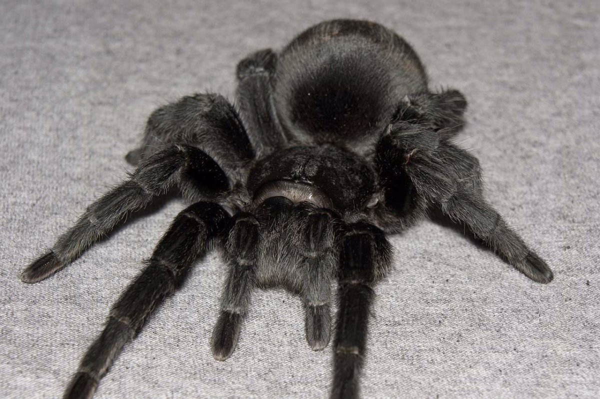 Тигровый Тарантул