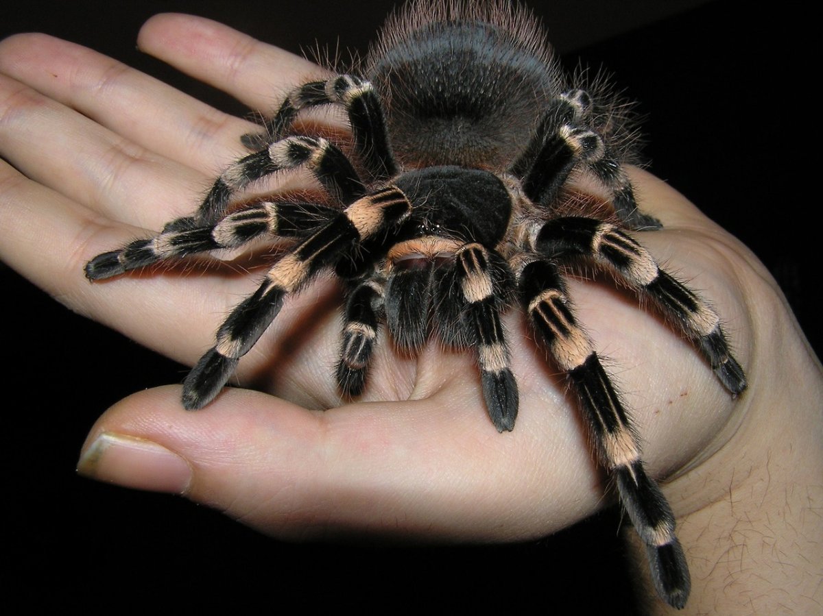 Рогатый паук птицеед