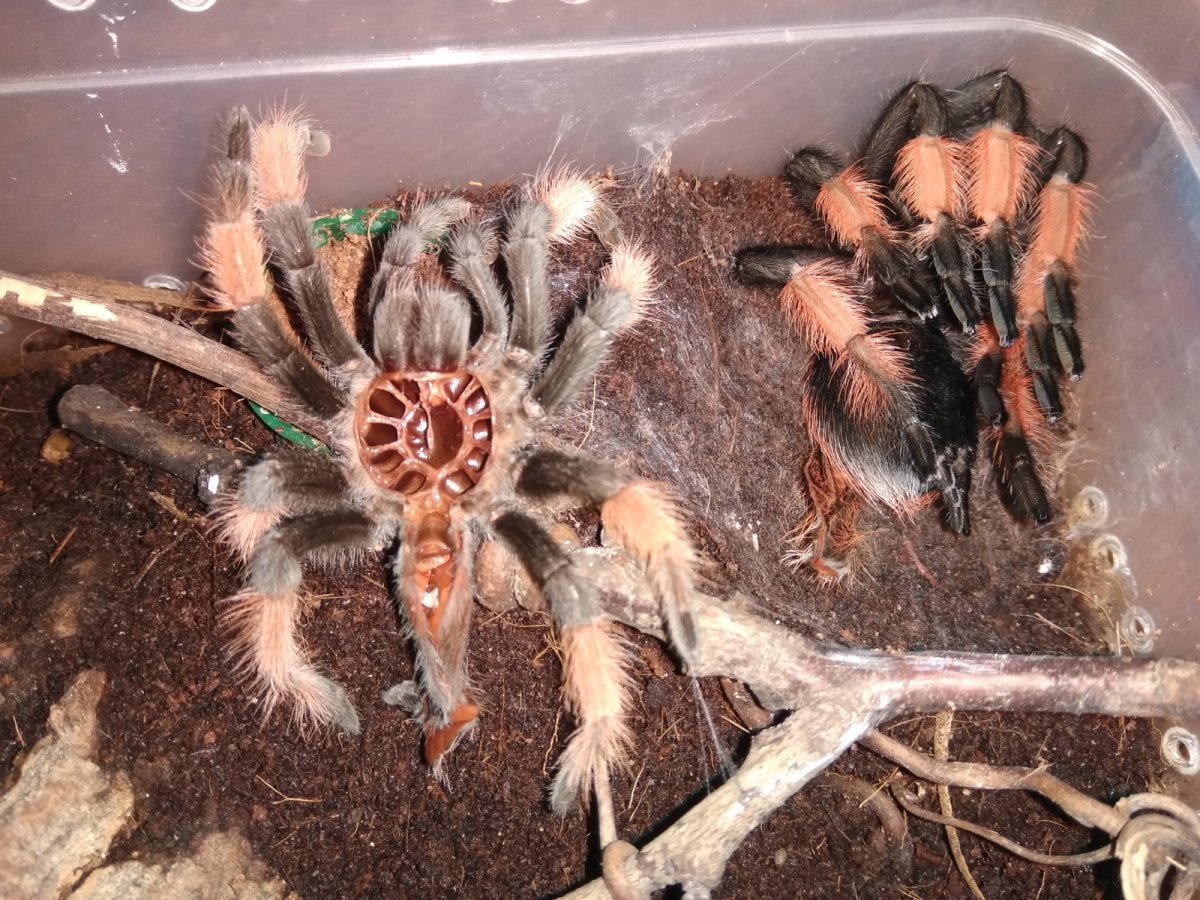 Паук птицеед Голиаф