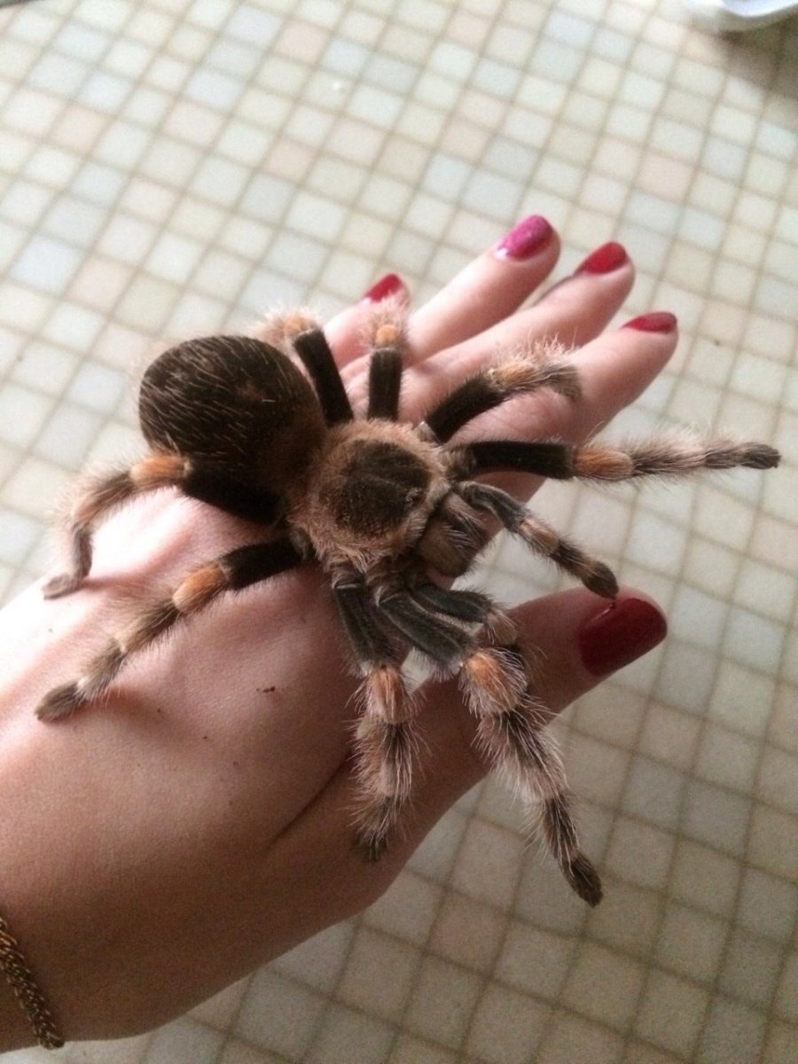 Тарантул австралийский Король пауков