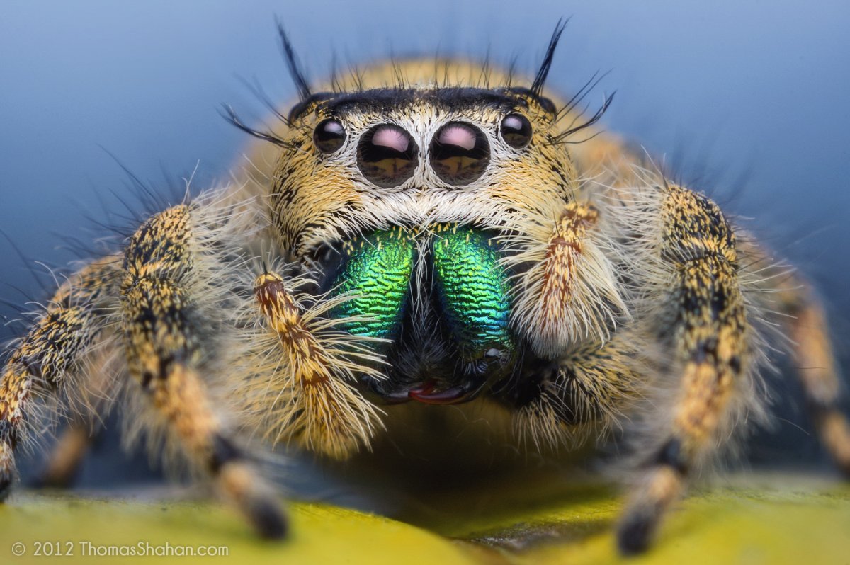 Тигровый паук птицеед