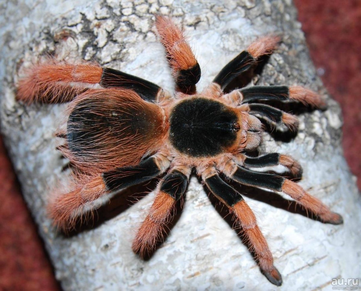 Паук Anapistula Ataecina