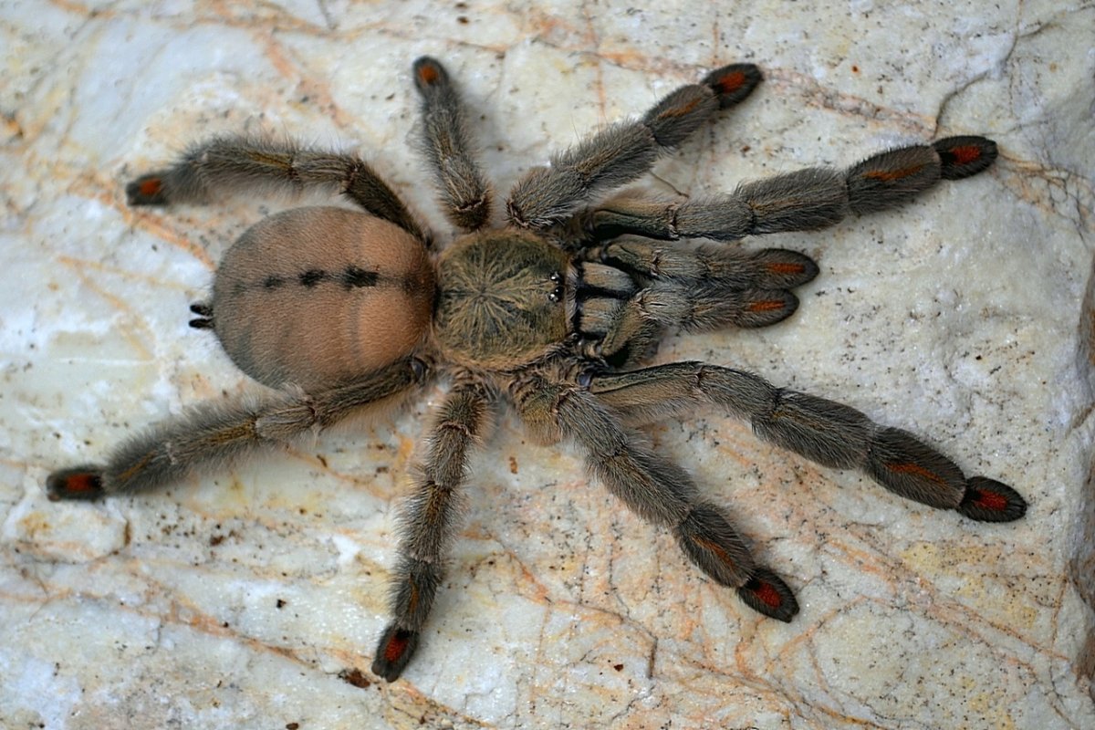 Ласиодора парахибана