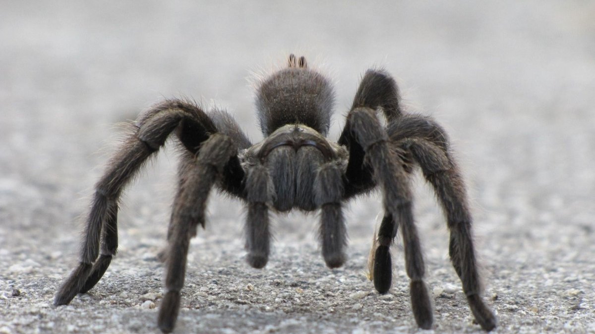Паук Acanthoscurria geniculata
