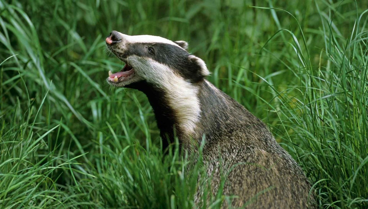 Барсук Евразия