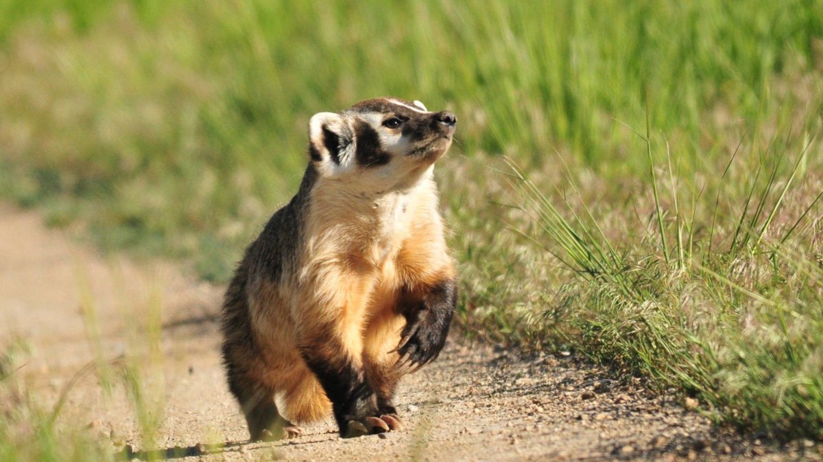 Американский барсук детеныш