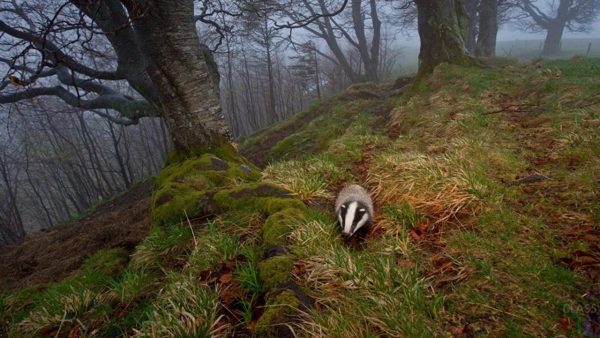 Озеро барсучья грива
