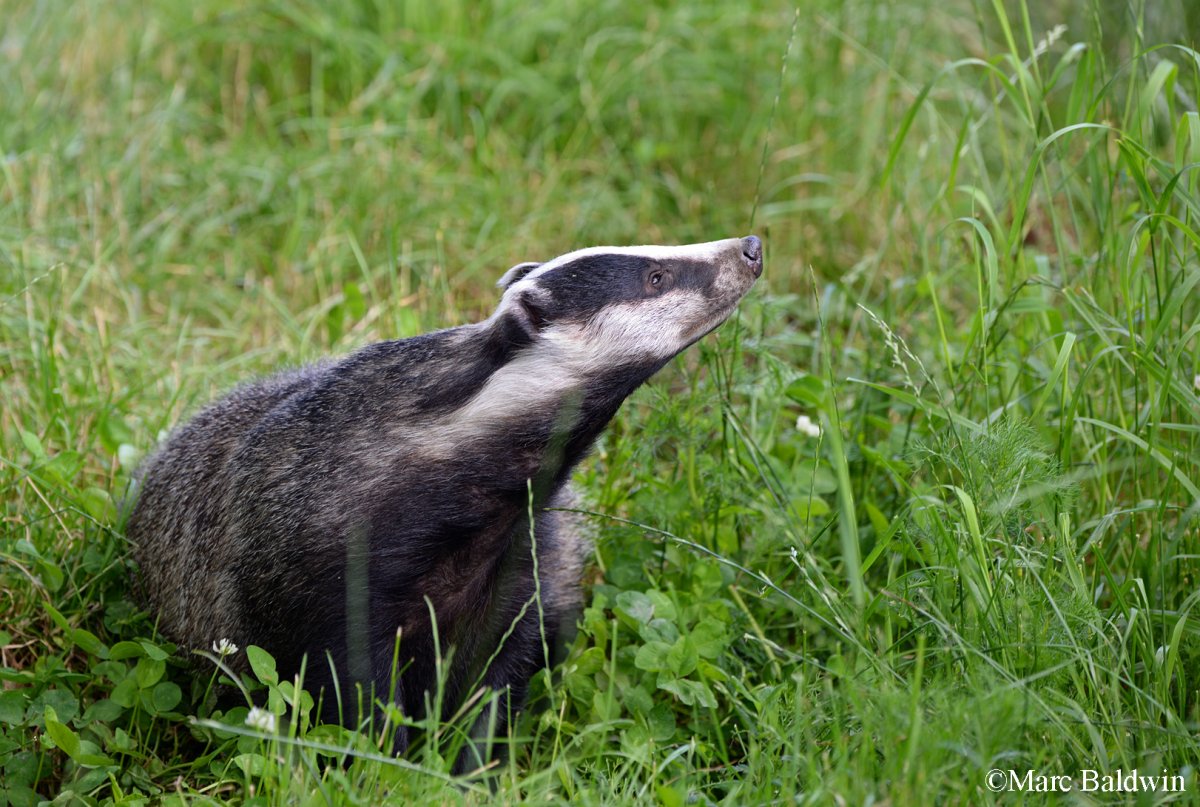 Британский барсук