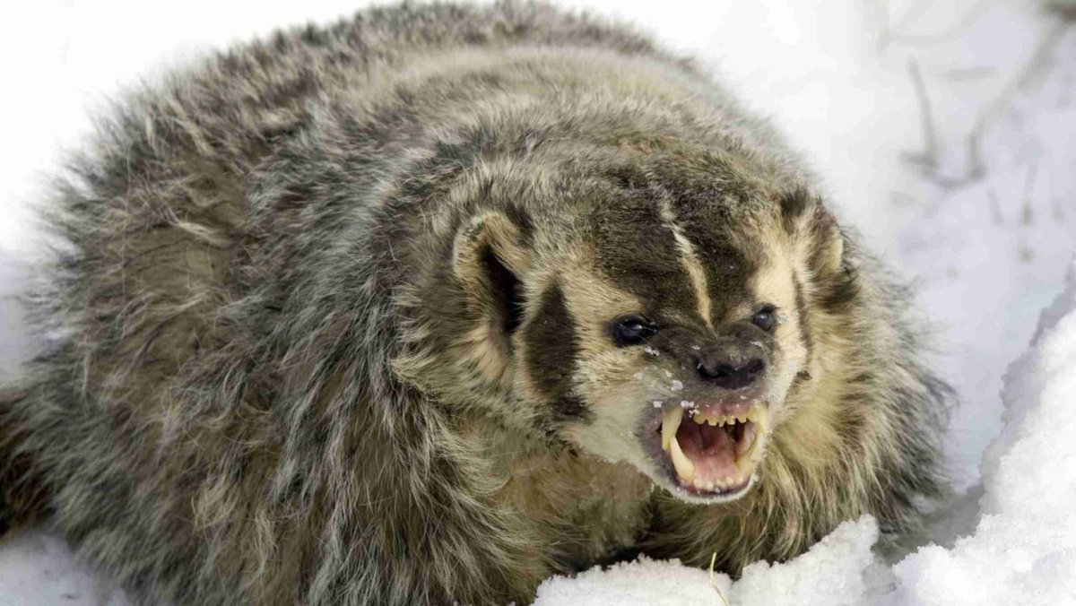 Американский барсук