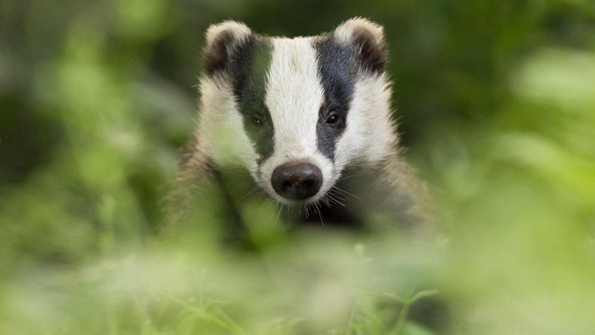 Милый барсук