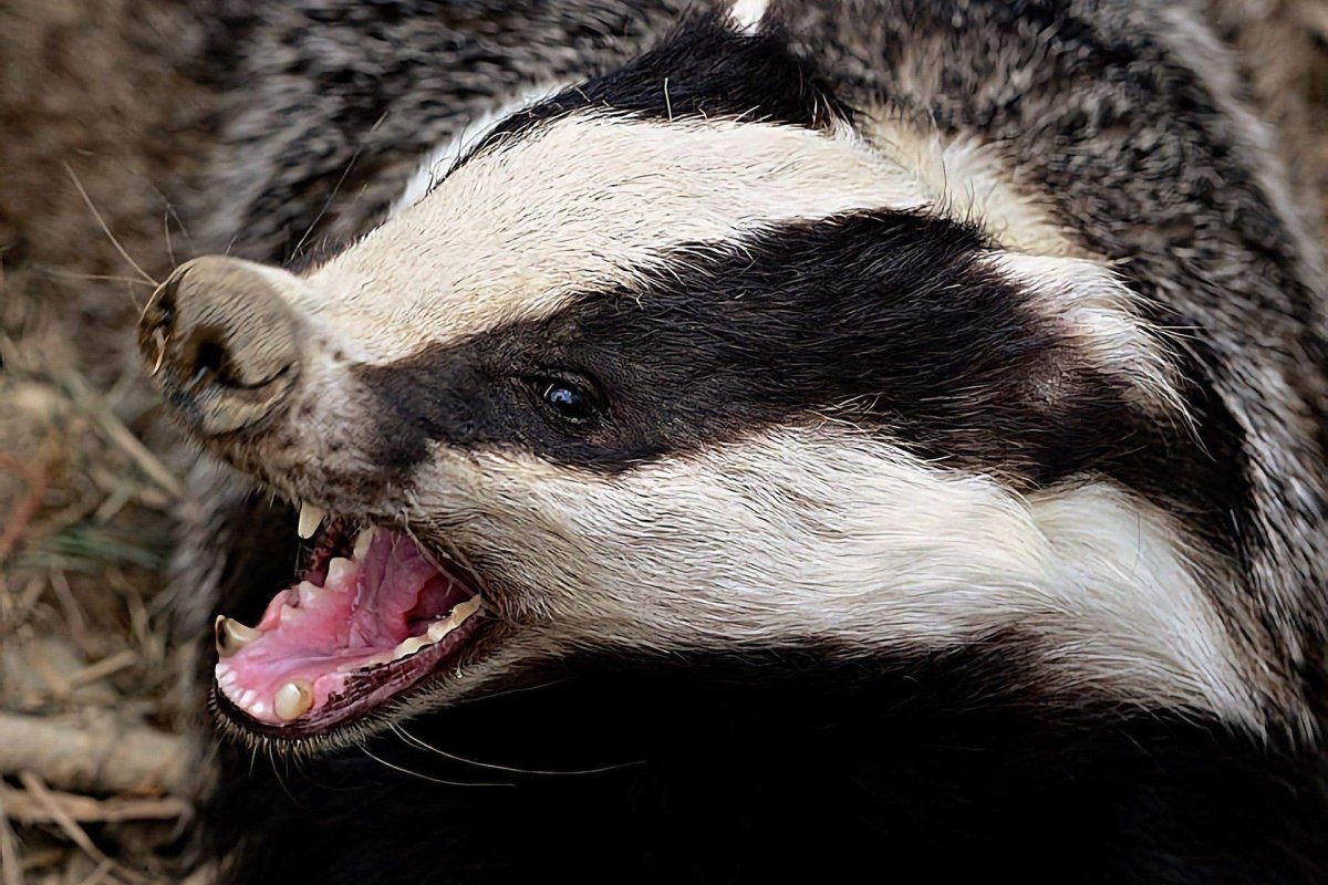 Европейский барсук зубы