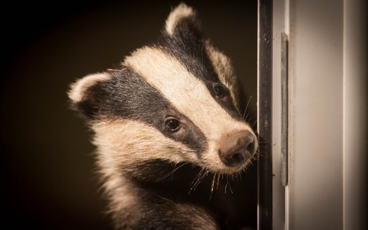 Бешеный барсук