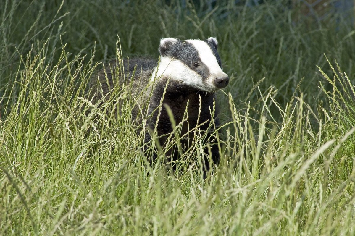 Badger Badger Badger фильм 2003