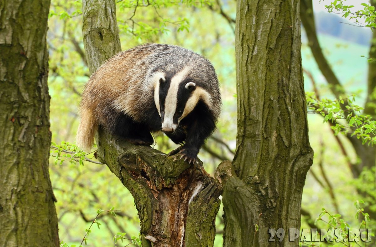 Барсук рыжий