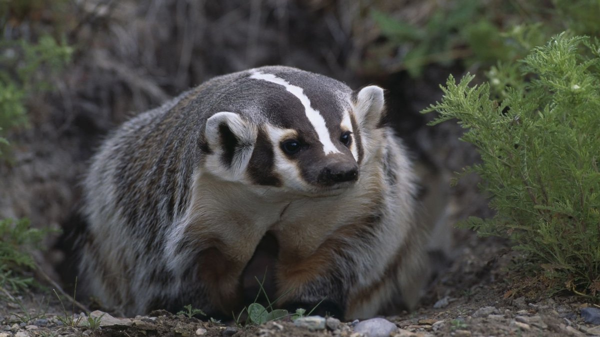 Американские Барсуки (Taxidea Taxus)